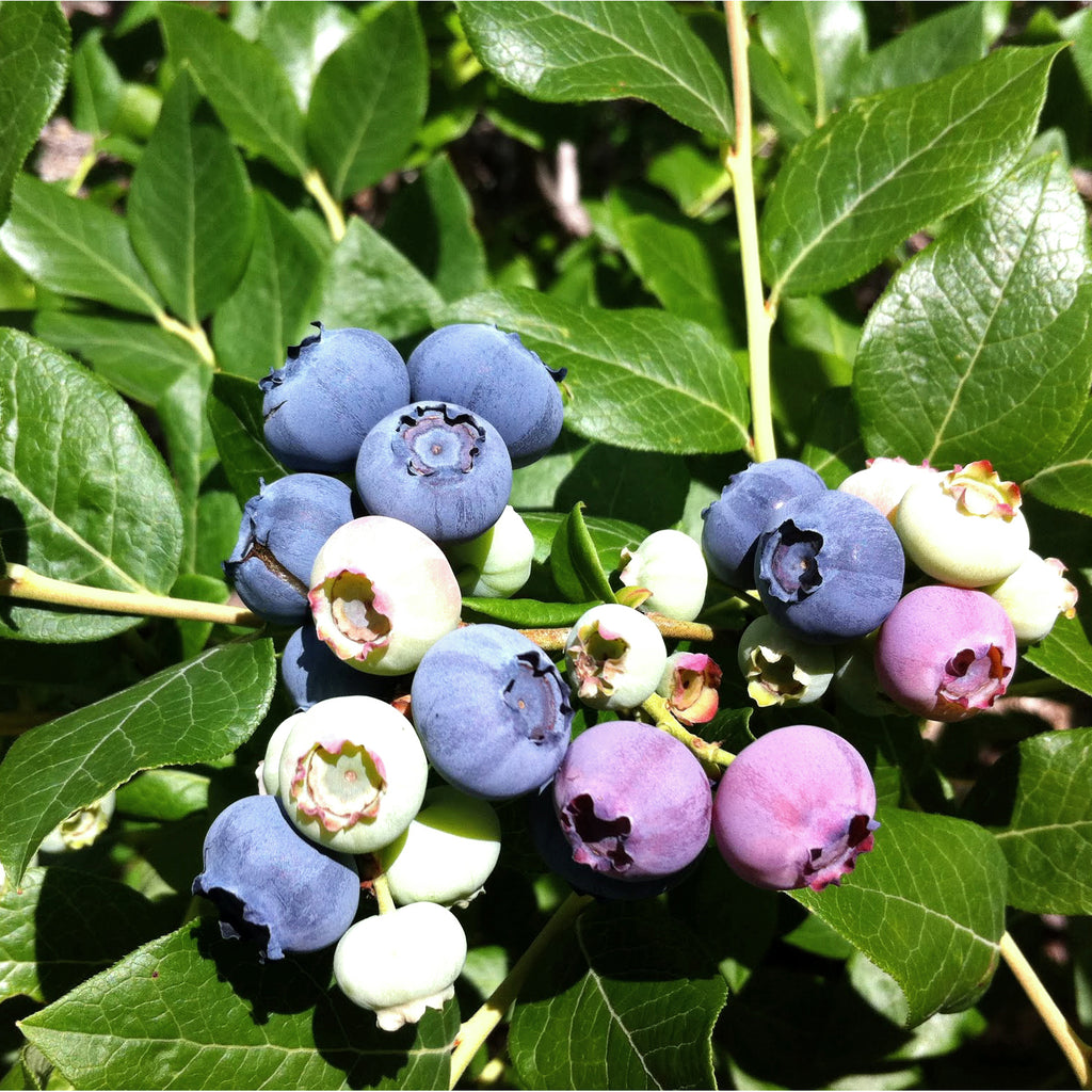 IMG_0935_1024x.jpg?v=1688604798